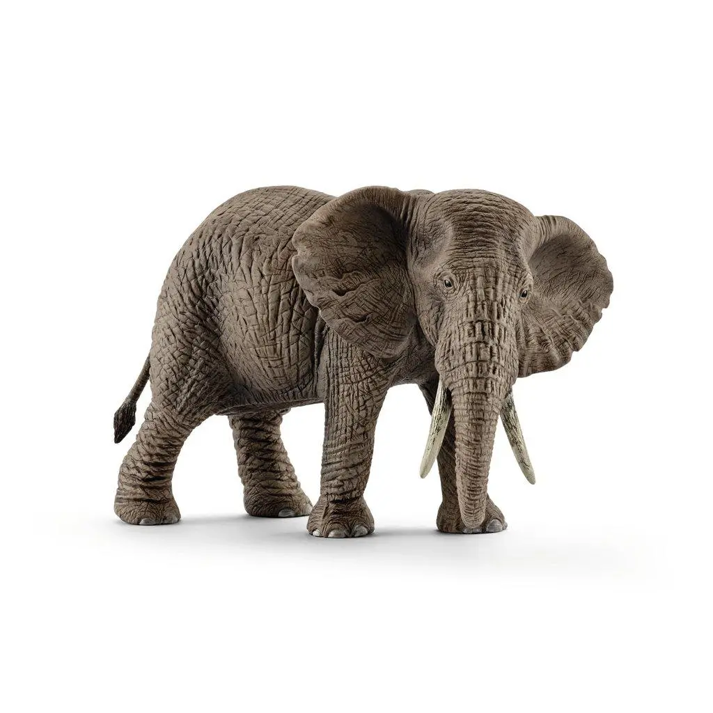 African Elephant, Female 1