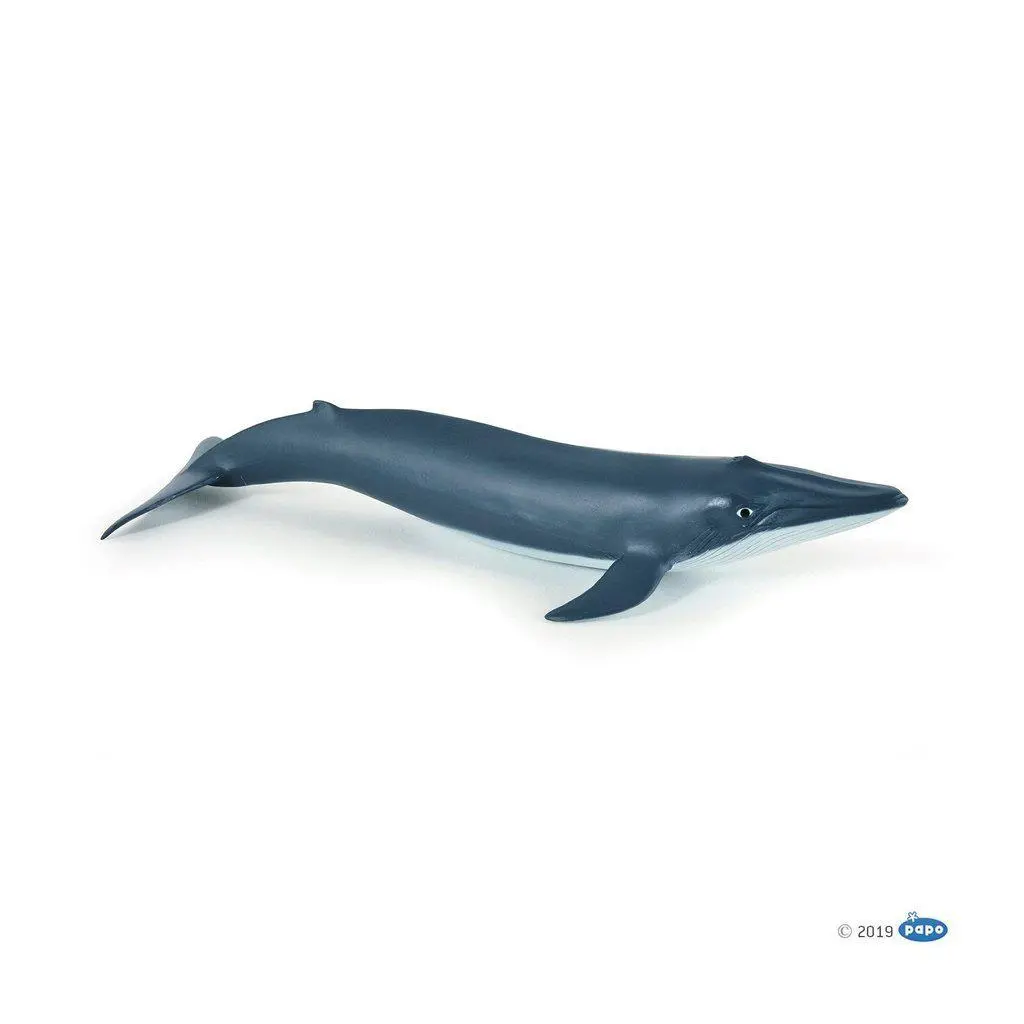 Blue Whale Calf 1