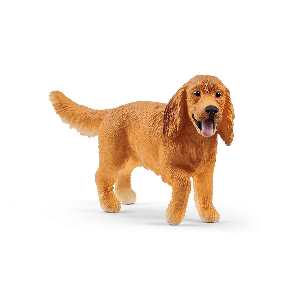 English Cocker Spaniel 1