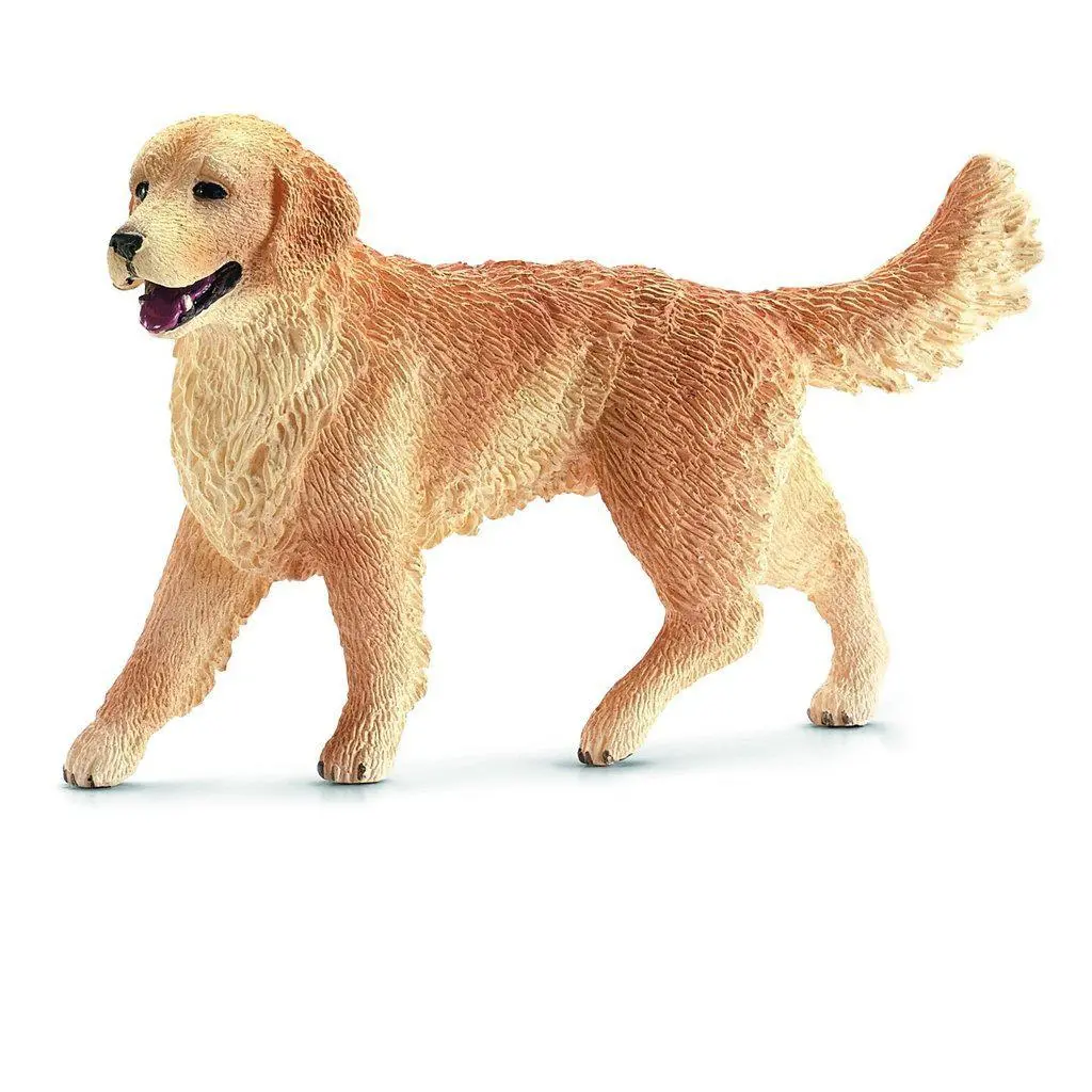 Golden Retriever Female 1