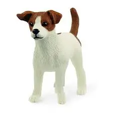 Jack Russell Terrier 1