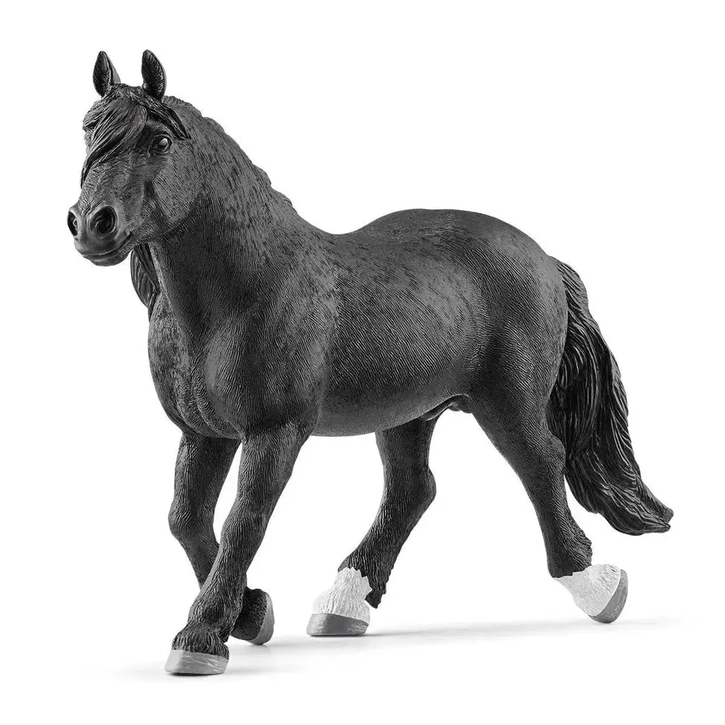 Noriker Stallion 1