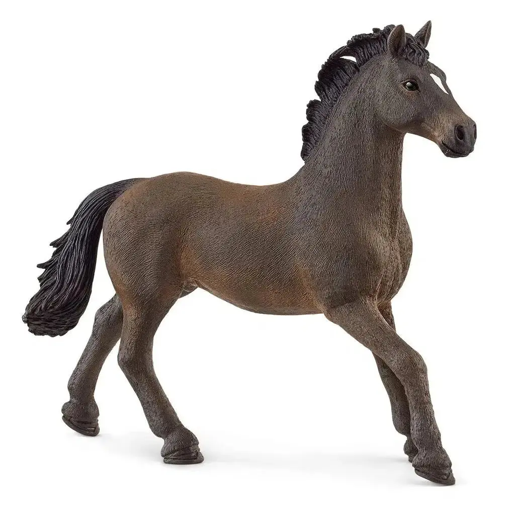 Oldenburg Stallion 1