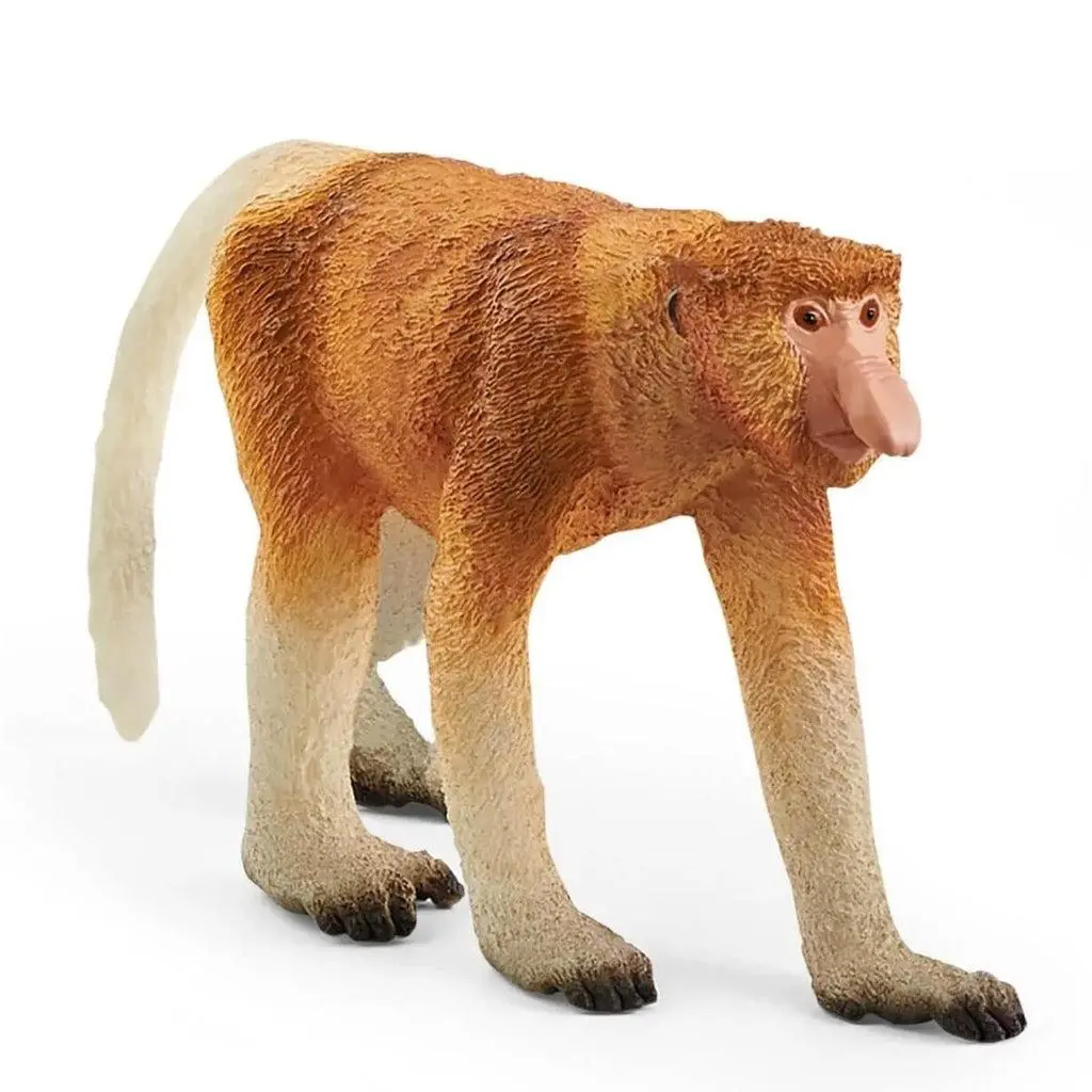 Proboscis Monkey 1