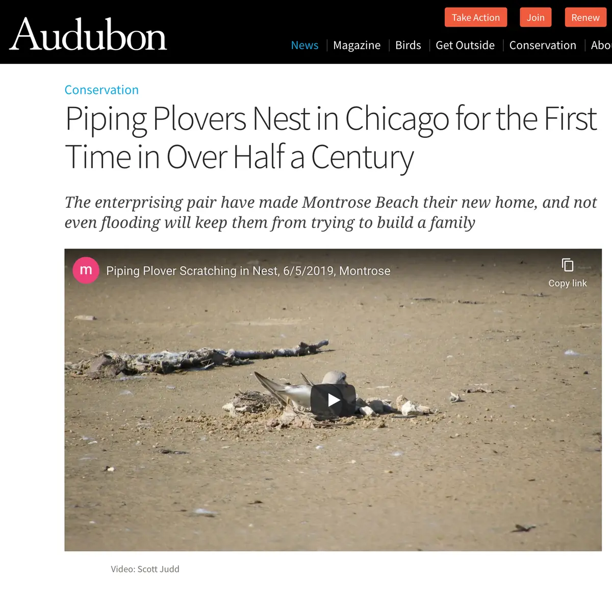 Chicago Is For Plovers 3