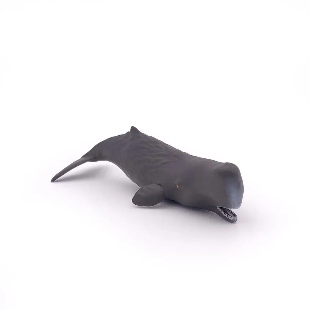 Sperm Whale Calf 1