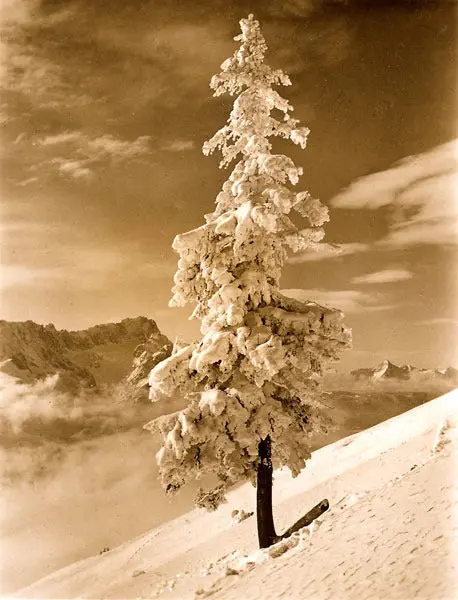 Vintage Ski Photo - The Lone Tree 1