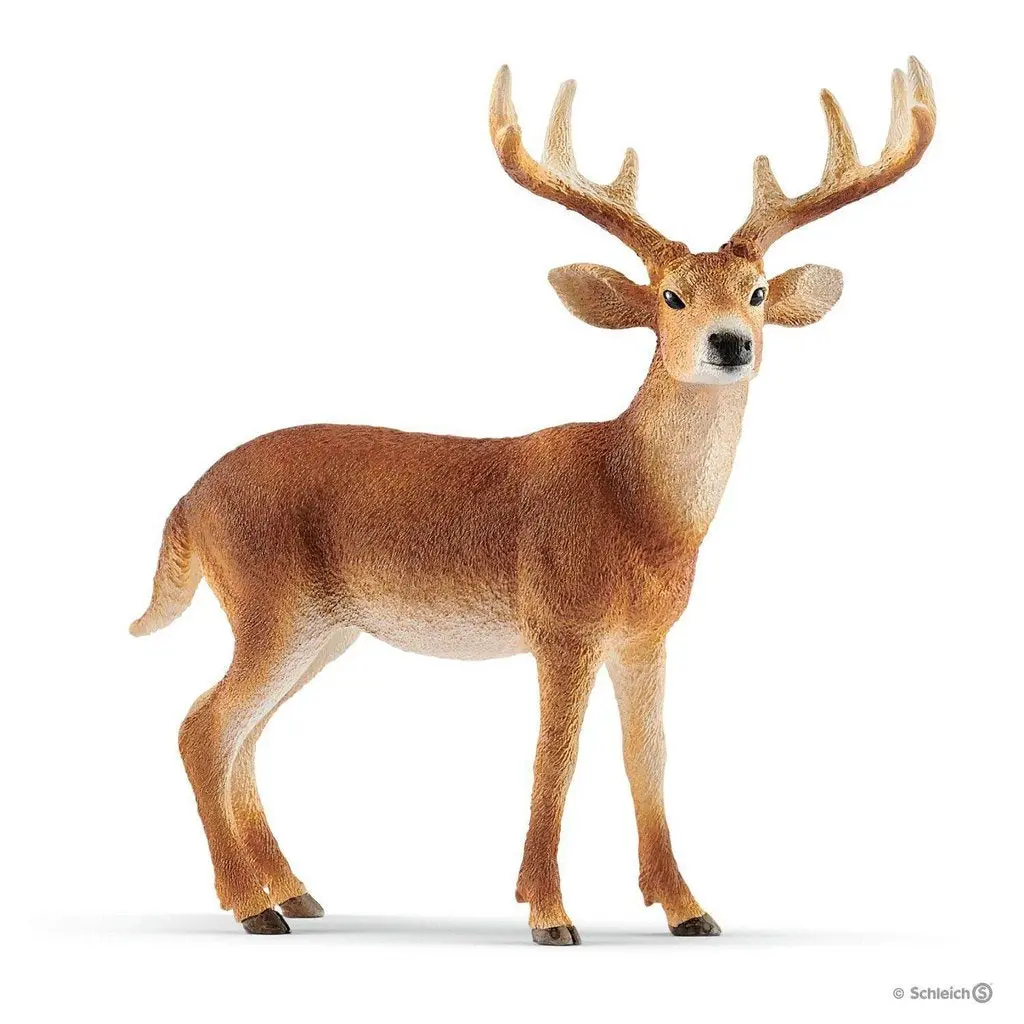 White-Tailed Buck 1