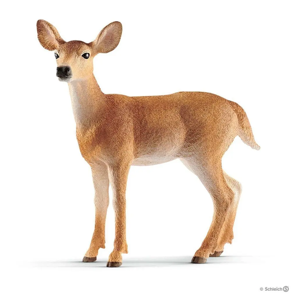 White-Tailed Doe 1