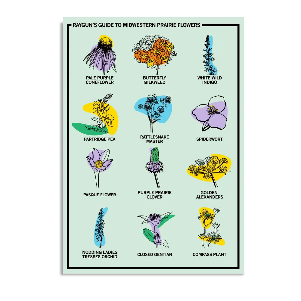 Midwestern Prairie Flowers Postcard 1